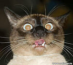     
: www.roflcats.ru-3.jpg
: 789
:	25.6 
ID:	1266