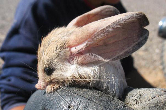 : .jpeg
: 747

: 64.6 