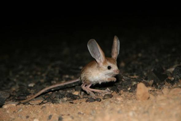 : .jpeg
: 2573

: 17.6 