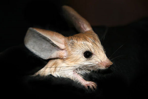 : 4.jpeg
: 2111

: 26.4 