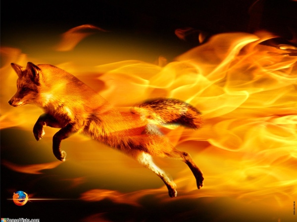 : 2353_Fire_and_Fox1280_960.jpeg
: 453

: 78.0 