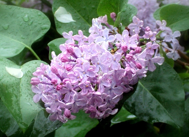 : DSC02065.JPEG
: 459

: 179.7 