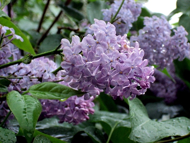 : DSC02066.JPEG
: 454

: 180.5 