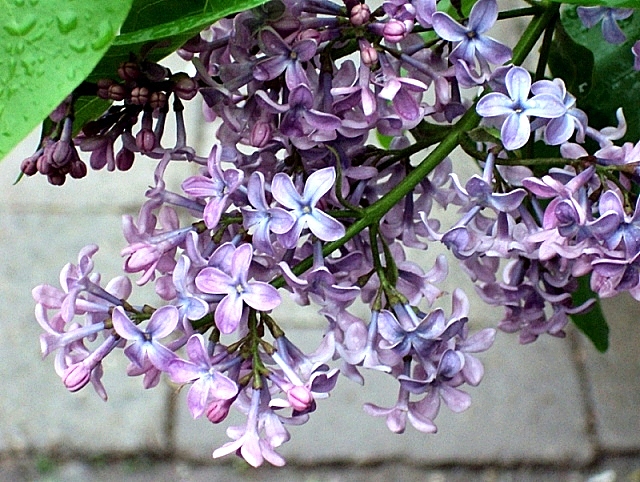 : DSC02076.JPEG
: 440

: 236.2 