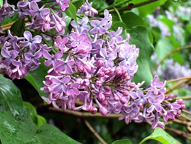 : DSC02077.JPEG
: 455

: 254.7 