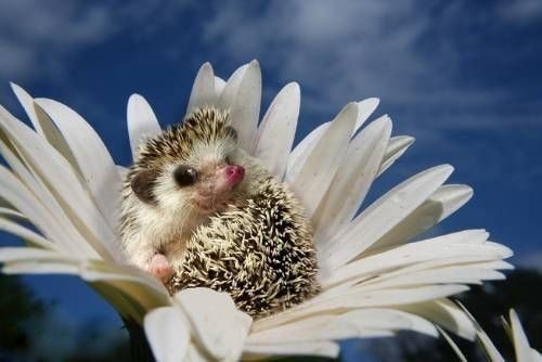 : 1.jpeg
: 530

: 37.2 