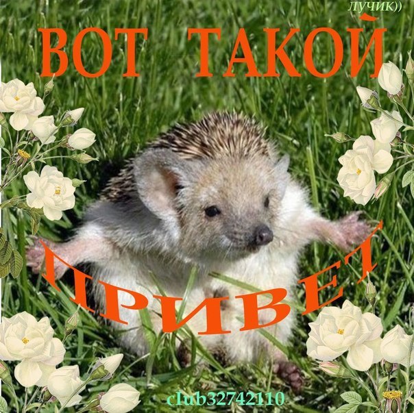 : U1_MxGZ67ug.jpeg
: 3902

: 116.1 