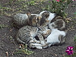     
: 329.jpg
: 685
:	137.8 
ID:	5641