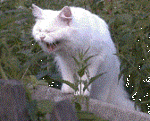     
: 83426_600.gif
: 428
:	12.5 
ID:	5764