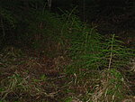     
: DSCN0946.jpg
: 1644
:	122.5 
ID:	6219