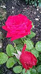     
: 20160705_211457.jpg
: 397
:	84.5 
ID:	6577