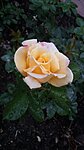     
: 20160705_211504.jpg
: 376
:	54.3 
ID:	6579