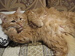     
: IMG_0003   (8).jpg
: 438
:	148.5 
ID:	8698