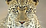     
: Leopard-Photo.jpg
: 202
:	91.1 
ID:	2873