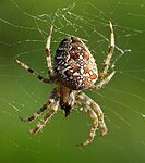     
: Araneus_diadematus,_Livorno_1.jpg
: 88
:	188.7 
ID:	8622