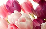     
: tulips_chiaralily_nc.jpg
: 332
:	46.8 
ID:	3064