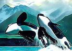   Killer Whale